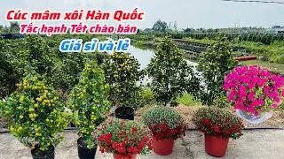 Cúc mâm xôi Hàn Quốc,tắc hạnh Tết chào bán sỉ lẻ..14/01😘📲 0939.146.237.Chị-Phụng 