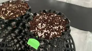 Planting cannabis seeds