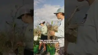 Why do we plant mangroves?