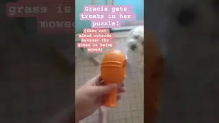Gracie gets treats because she's not aloud outside!#shorts #puppy #dog #treats