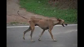 Stray dog ft  Chippiparai