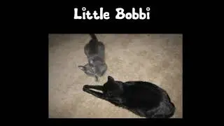 Bobbi, The Dandy Cat