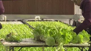 Produce in Colorado greenhouse is growing with the help of fish waste