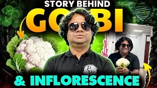 Interesting Story Behind Gobi & Inflorescence 🥦
