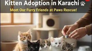 Kitten Adoption in Karachi: Meeting the Rescued Kittens at Paws Rescu