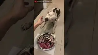 🐶🐶O&n Shorts EP.481:nomyen The Pit Bull eats🐂RAW STEAK combo[ASMR]MUKBANG 犬が生の肉を食べ[咀嚼音] #realdogfood