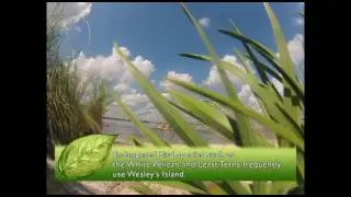 A Plant's Perspective - Journey to Wesley's Island