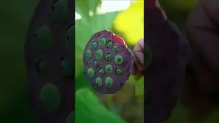 How Mountain Farmers Make Colorful Lotus Seed Mooncakes 🌸 #food #shorts #viral #mooncake #cooking