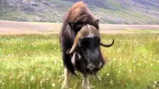 Musk oxen mock attack Greenland August 2015