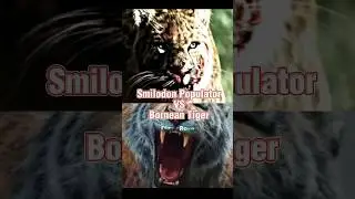 Smilodon Populator vs Bornean Tiger #paleontology #paleo #tiger #animals #1v1 #shorts #fyp #smilodon