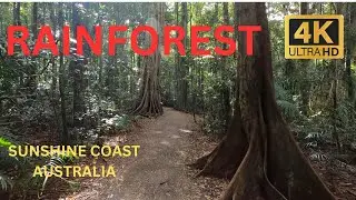 Sunshine Coast, Australia: Explore Sub-tropical Rainforest at Mary Cairncross Park  (4K)