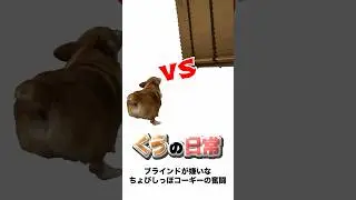 くうの日常🐶　#コーギー #corgi
