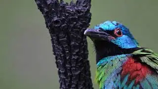 [AI] Tropical Bird Serenade: A Symphony of Exotic Melodies