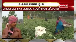 Rank Of Problems Faced By Brinjal Farmers In Puri's Astarang || KalingaTV