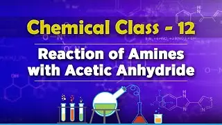 Reaction of Amines with Acetic Anhydride - Compounds Containing Nitrogen - Chemistry Class 12