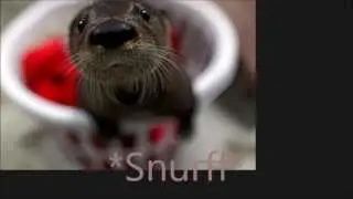 Cute Animal Captions Pt 1