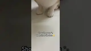 Definitely a handsome cat 😼#cat #cute #shorts #viral #pets #meow