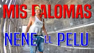 PALOMAR de NENE EL PELU. UN PALOMERO RECONOCIDO.