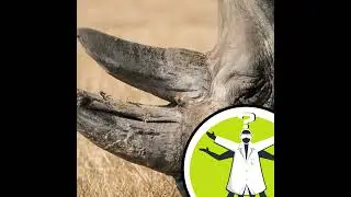 Can fingernails stop rhino poaching?