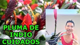 Planta VRIESIA o PLUMA DE INDIO CUIDADOS Y COMO CULTIVAR + TRASPLANTE PLANTA DE INDIO DE MACETAS