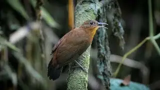 Vira Folha de Peito Vermelho (Sclerurus macconnelli)