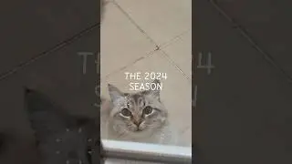 HAPPY NEW YEAR 🎊🎆🥳😸 #2025 #newyear #remember24 #cat #catshorts #winterthecat