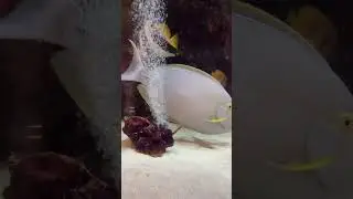 #aquarium #beautifulfish #oceanicbeauty #exotic