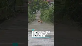 Even snacks couldn&rsquo;t convince him 🤣 #cat #kucing #catvideos #cats #videokucing