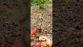 The happiest wild monkey family in the forest came to eat fruit #subscribe #shortvideo #babyanimal