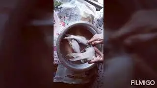 fish cleaning at home