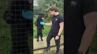 Feed Big Cats With Me At Our Sanctuary 🐅 #shorts