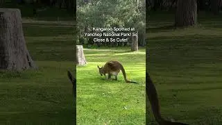 Kangaroo in Yanchep National Park #kangaroo #australia #perth #trendingshorts #viralshort #newshorts