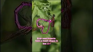 ❤️ Love life of Insects 🐝🦋🦗 #Shorts #trending #Science #nature #explore #biology #facts @NatGeo