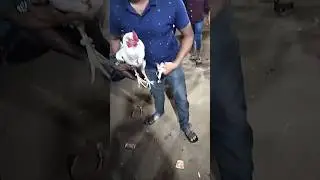 Sankranti celebrations 1 lakh betting money #games #shortvideo #shorts #ytshorts #ytvideo