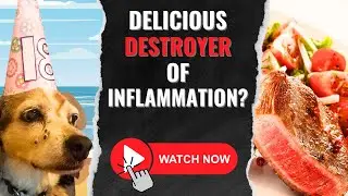 Does the Keto Diet Reduce Inflammation in Dogs? | Ketogenic Diet for Dogs