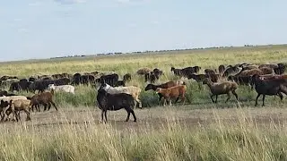 Жайылымдағы қойлар