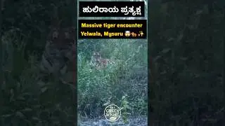 Massive Tiger Spotted at aloka palace forest area, Yelwala, Mysuru 🐅🐯 #tiger #karnataka #mysuru