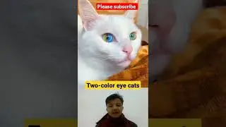 Two-color eye cats #shorts #youtubeshorts #catlover