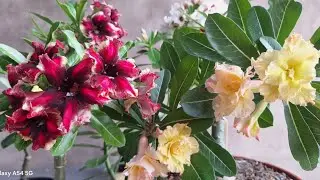 MUITAS FLORES DE ROSA DO DESERTO!VENHA VER❤️❤️❤️