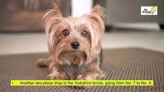 Top 10 Dog Breeds in America