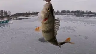 Jezioro Firlej - okonie spod lodu jeden po drugim!