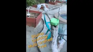Stump Grafting Avocado Trees for Multi Variety A type and B type