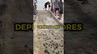 Tortugas Reci&eacute;n Nacidas Van Al Mar 🐢🐢