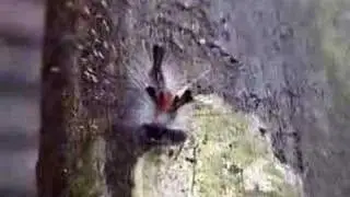 Tussock Moth Caterpillar of Borneo