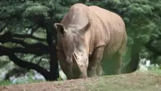 Animals of Hawaii