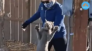 Брошенный хозяином кот, переехавший в другой город, прыгнул в объятия своего спасителя | Овен