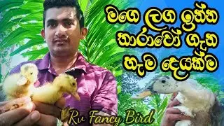 My Ducks | Ducks in Sri Lanka | Baby Ducks | Rv Fancy Bird