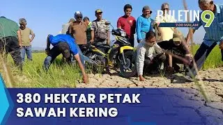 Pesawah Gusar, Petak Sawah Kering (B9)