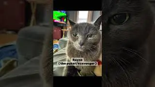 Meet this full house of chaos!! #pets #fullhouse #cats #dog #turtle