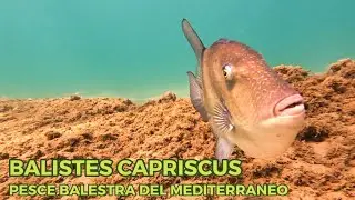 Balistes capriscus - Pesce balestra del mediterraneo